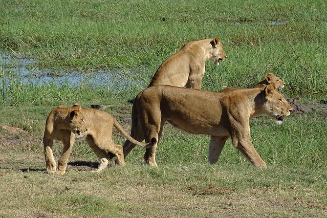 Chobe Safari Experience Day Trip - Tour Highlights