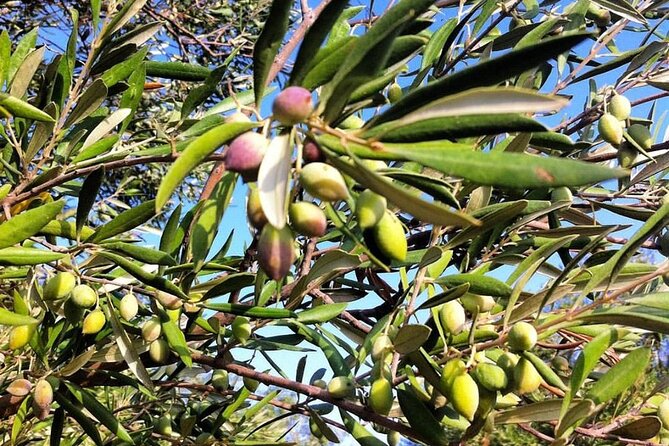 Crete: Olive, Wine, Raki - Flavorful Culinary Journey - Taking in Local Produce