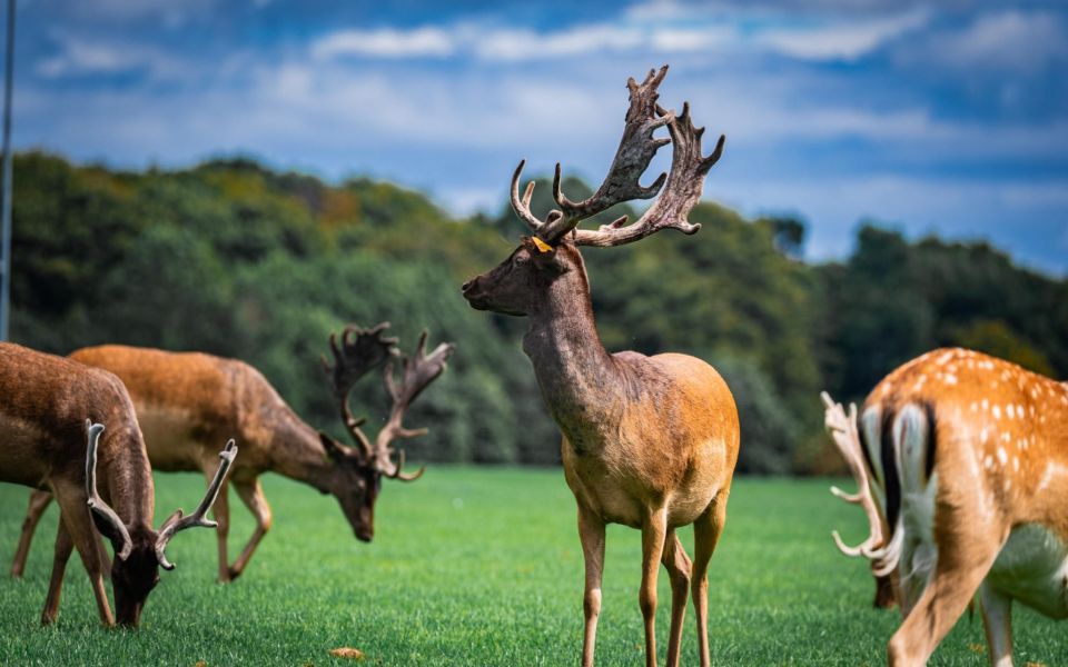 Dublin Zoo Skip-the-line Tickets and Private Transfers - Private Transfers