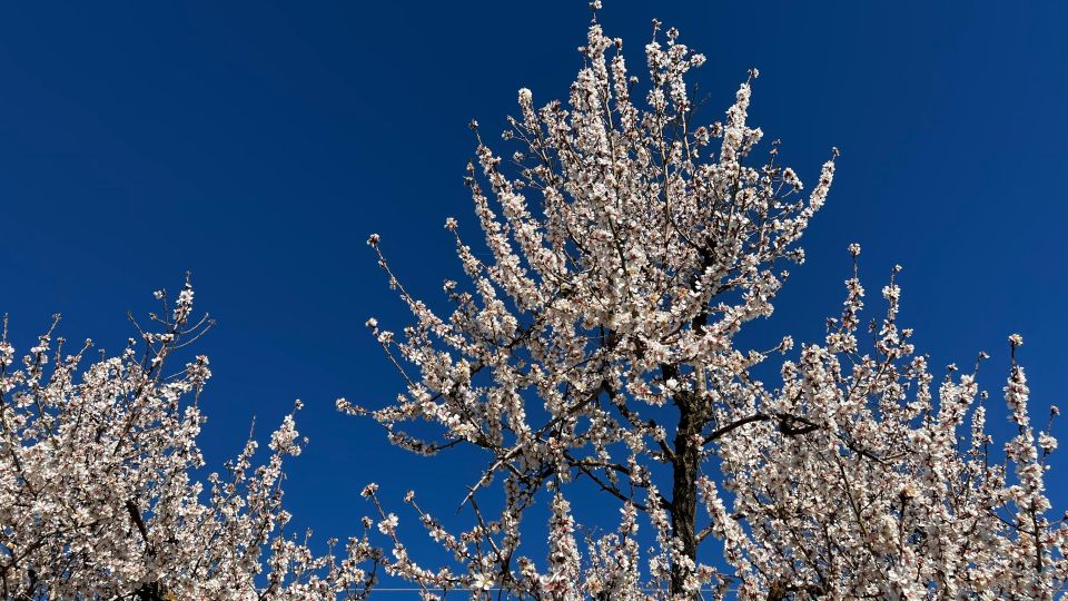 Embrace the Enchantment of Mallorcas Almond Blossom Season - Orange Plantation in Valley