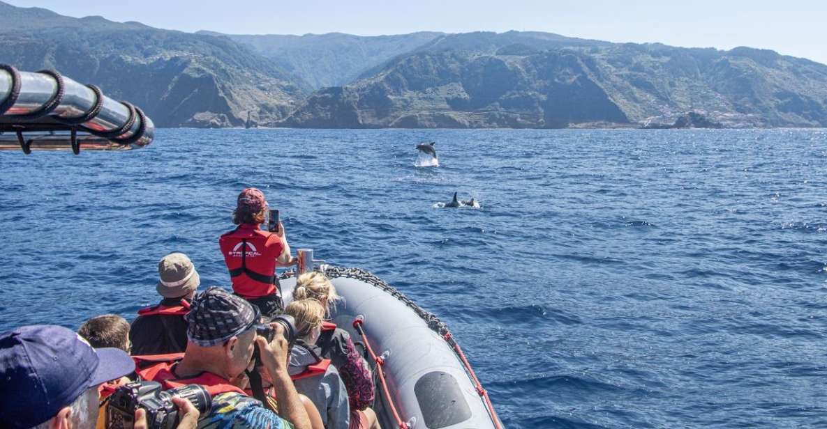 From Porto Moniz: Whale and Dolphin Watching Tour in Madeira - Tour Inclusions