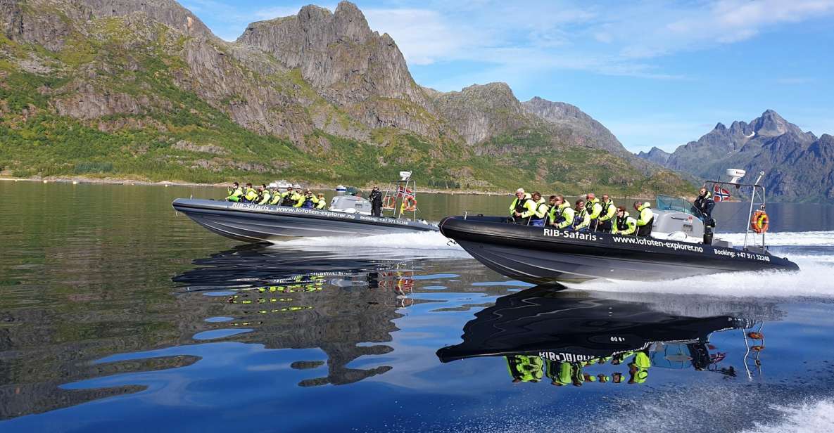 From Svolvaer: Trollfjorden Wildlife RIB Cruise - Spotting Eagles and Seals