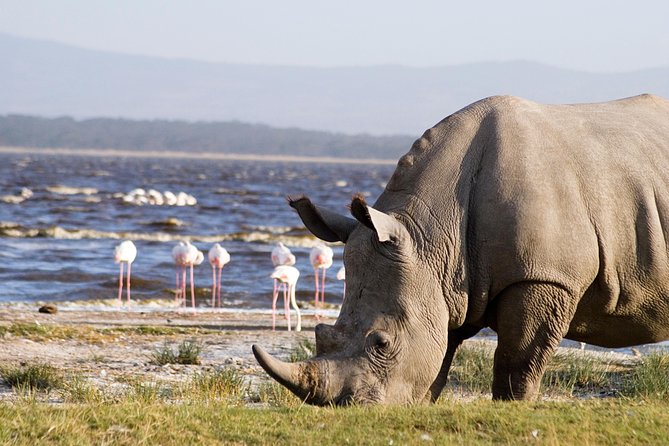 Full Day Lake Nakuru Park and Optional Boat Ride on Lake Naivasha - Afternoon Game Drive