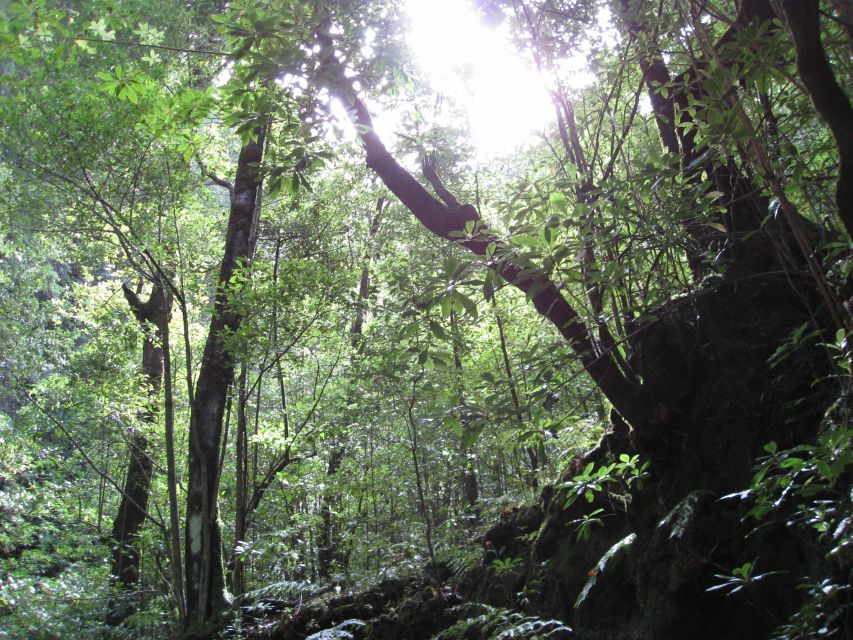 Hidden Corners, the Kings Levada Full Day Hike - Transportation & Pickup