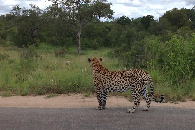 Kruger Park Safari: Guided Day Tour From Nelspruit - Hotel Pickup and Drop-off