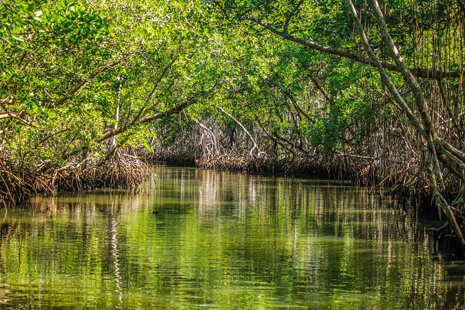 Los Haitises National Park Tour From Las Terrenas or Samana (Half Day Trip) - Tour Experience