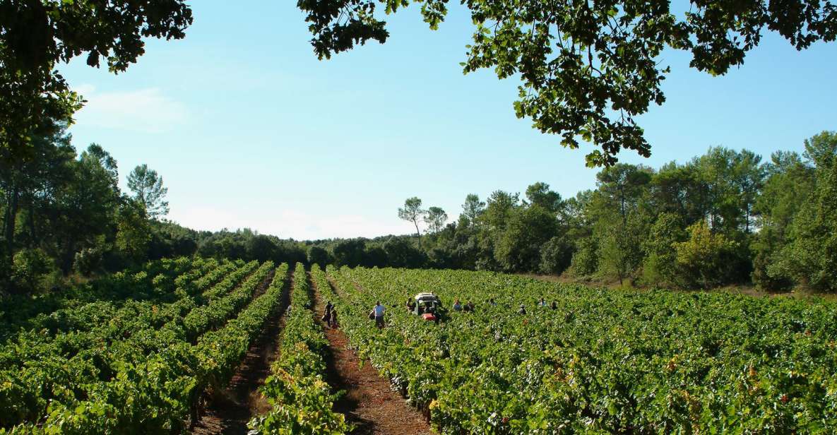 Luberon: Full-Day Wine Tour From Marseille - Winery Visits and Tastings