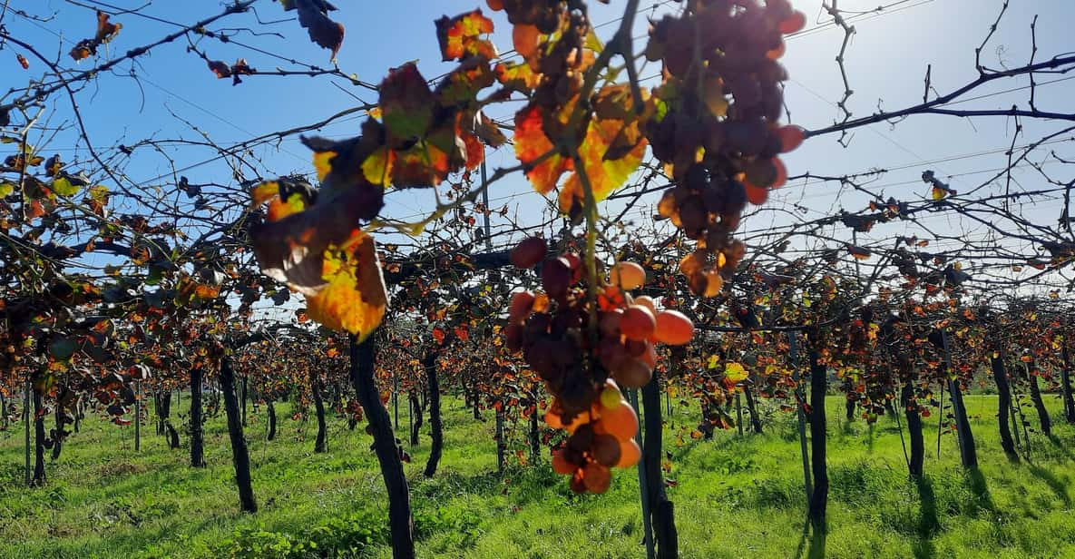 Mallorca: Bodega & Olives Minibus Tour With Tastings GERMAN - Activities and Experiences