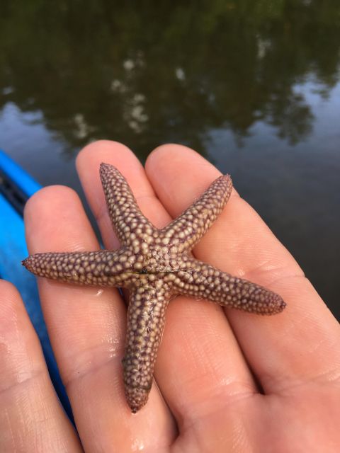 Marco Island: Mangrove Maze Kayak Tour (2hrs) - Inclusion Details