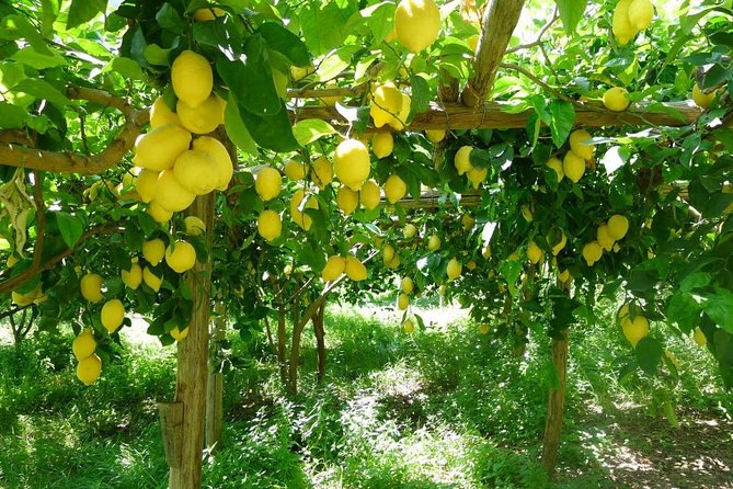 Oil, Cheese And Lemon Tour - Exploring the Lemon Farm