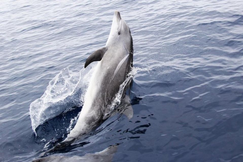 Panama City Beach: Dolphin Watching Trip by Catamaran - Meeting and Check-in Details