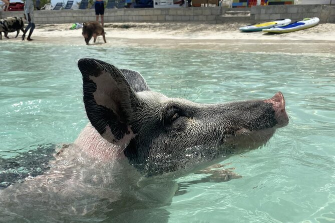 Rose Island 3 Islands Tour, Swim With Pigs, Turtles, Snorkelling. - Transportation and Infant Policy