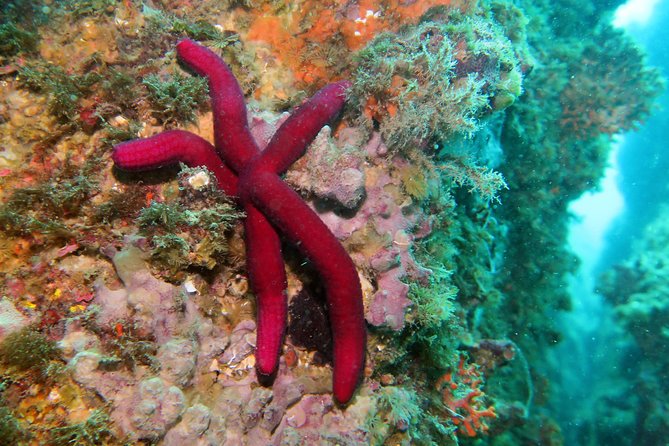 Snorkeling Tour Around the Isola Bella Nature Reserve - Snorkeling Equipment and Safety