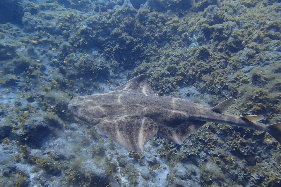 Tenerife: Abades Beach Beginner Diving Experience - Inclusions and Services