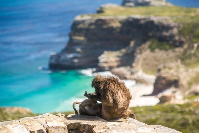 The Road Trip (Cape Point and Penguins) - Meeting Point and Pickup Details