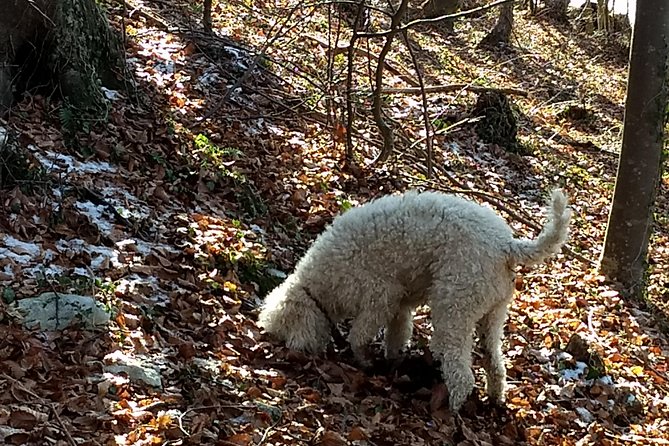 Truffle Hunting and Lunch Experience in a Restaurant - Health and Accessibility Considerations