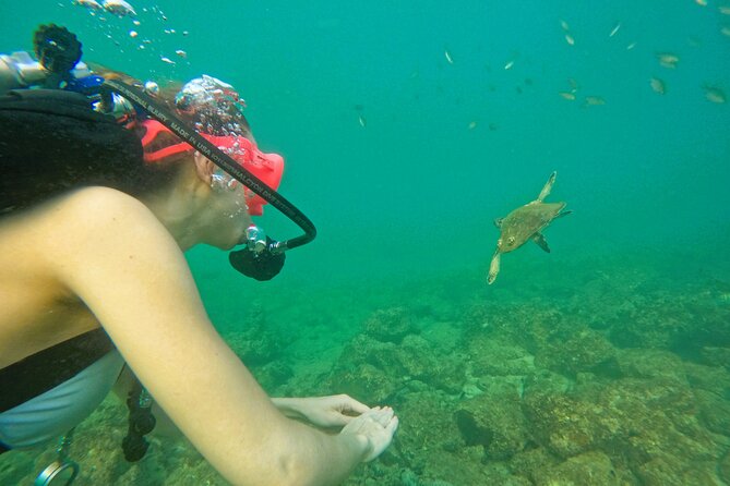 Try Scuba Diving & Snorkeling With BBQ Lunch in Fujairah - Health and Safety Guidelines