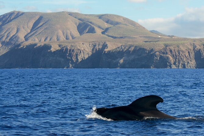 Whale and Dolphin Watching in Tenerife With Snorkeling - Booking Information