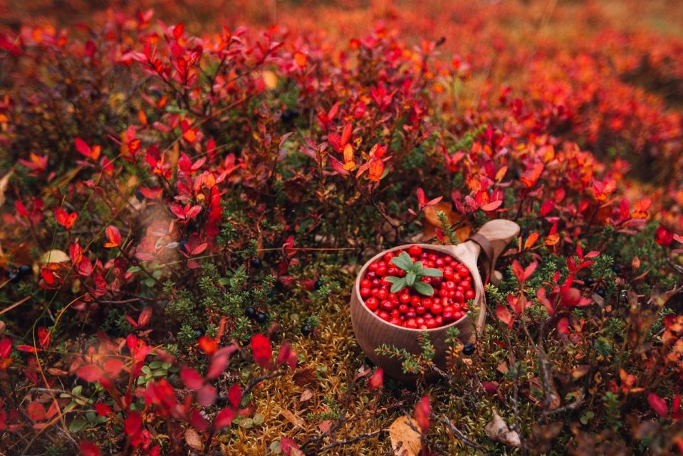 Wild Food & Foraging Hike With Open Fire Lunch in Ivalo - Foraging Wild Ingredients