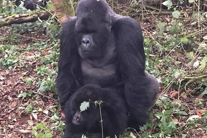 1 Day Gorilla Trekking Rwanda - Schedule and Confirmation