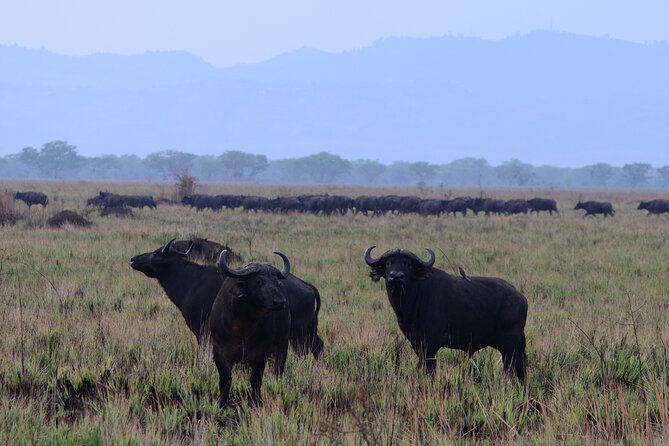 13 Day Uganda Safari With Gorillas, Chimps & Tree Climbing Lions - Park Fees and Permits