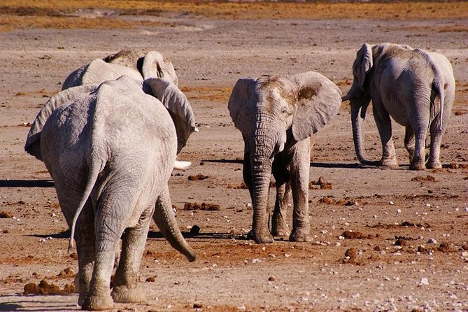 3 Day Etosha Budget Camping Safari - Etosha National Park