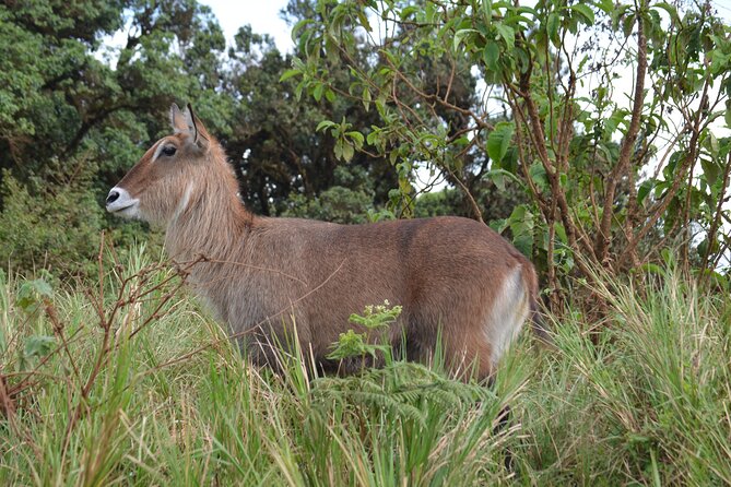 4 Days Serengeti & Ngorongoro Mid Range Tour - Health and Accessibility