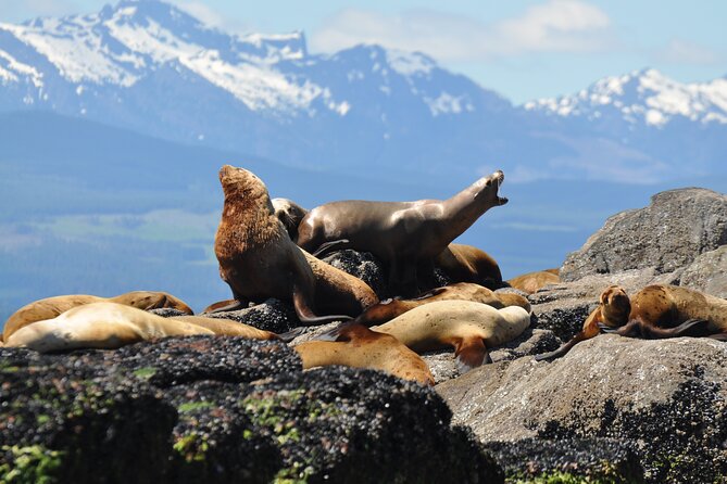 4 Hour Covered Boat Whale and Wildlife Tour - Cancellation Policy