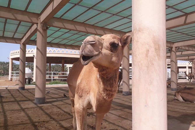 Bahrain City Tour-Private Tour - Touring Royal Camel Farm