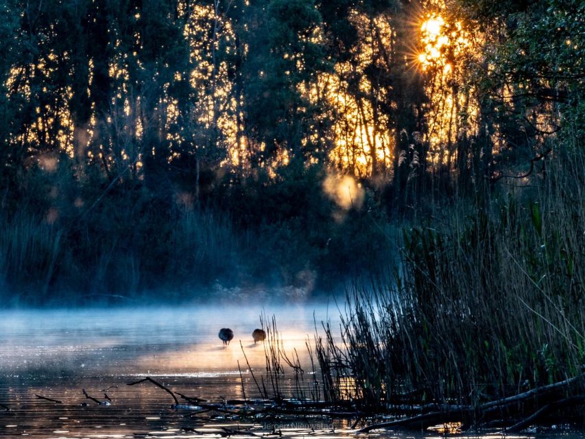 Biesbosch: Boat Cruise Through National Park - Accessibility and Restrictions