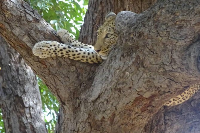 Chobe Safari Experience Day Trip - Meeting and Pickup