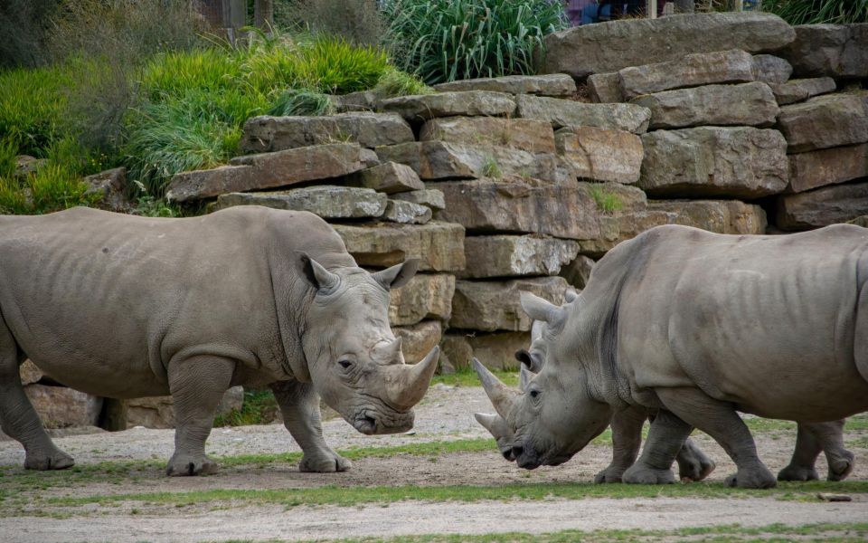 Dublin Zoo Skip-the-line Tickets and Private Transfers - Zoo Information