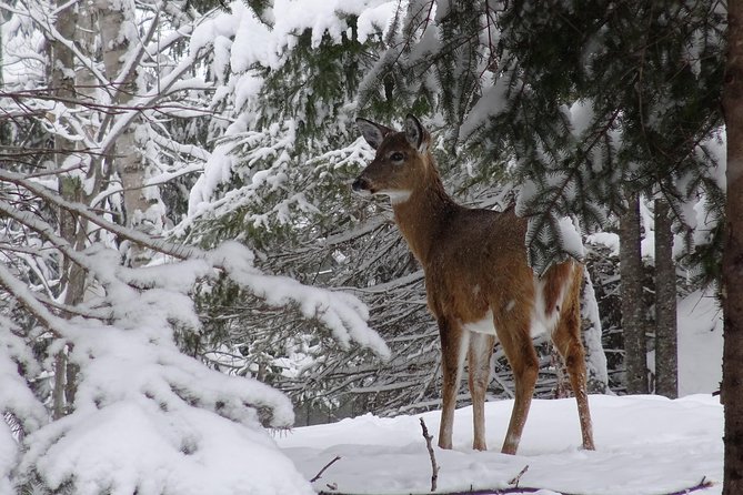 Fire Man Guided Snowshoe Tour - Cancellation Policy