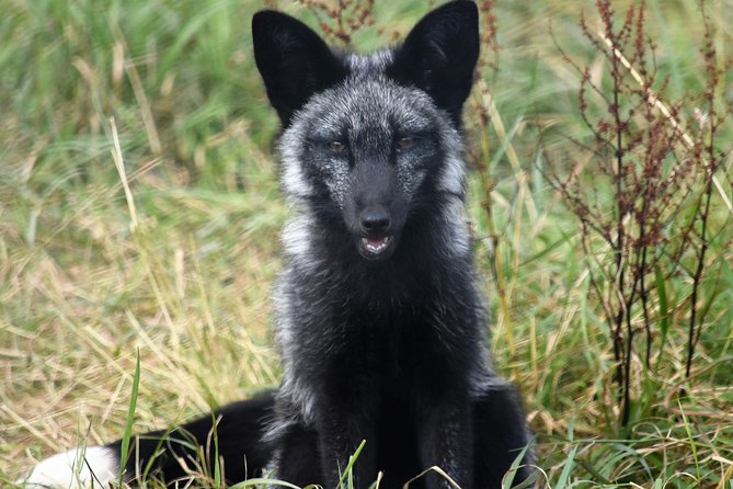 Fox Encounter for 2 People and Park Entry - Interaction With the Foxes