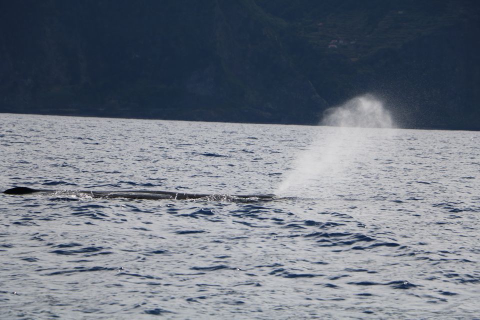 From Porto Moniz: Whale and Dolphin Watching Tour in Madeira - Important Information