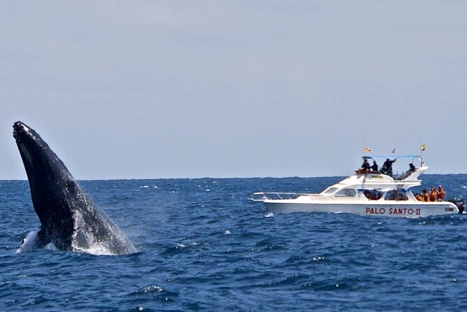 Full-Day Whale Watching Tour in Samana Bay From Punta Cana - Reviews and Feedback