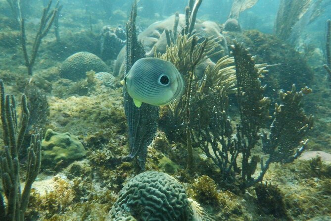 Guided Shore Diving Tour - Certification and Restrictions