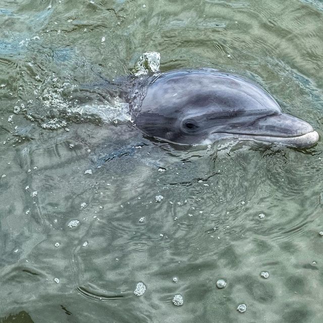 Hilton Head Island: Dolphin Cruise & Nature Tour - Customer Reviews