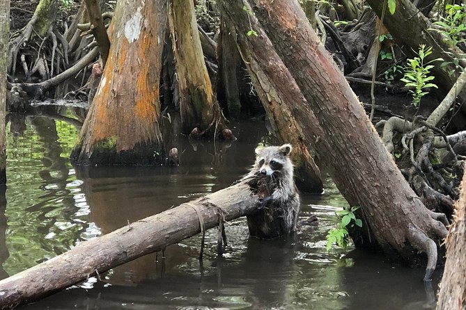 Honey Island Swamp Boat Tour - Accessibility and Requirements