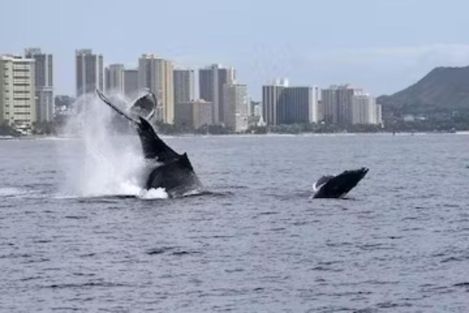 Honolulu: Marine Life Boat Tour on Waikiki Catamaran Charter - Meeting Point and Directions