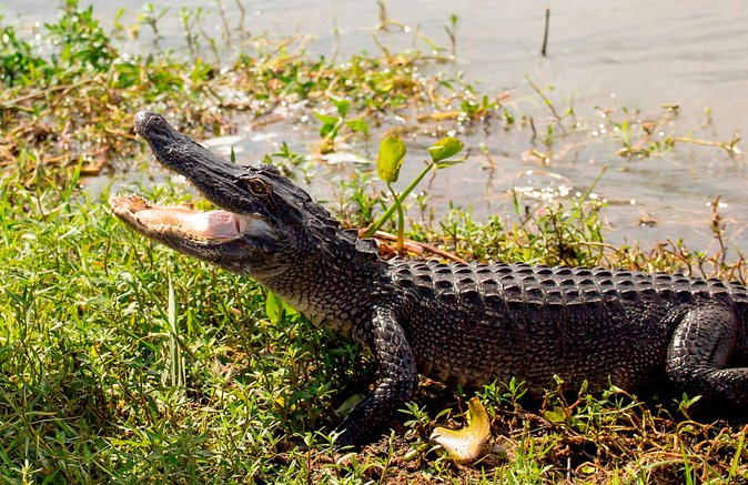 Large Airboat Ride With Transportation From New Orleans - Important Details