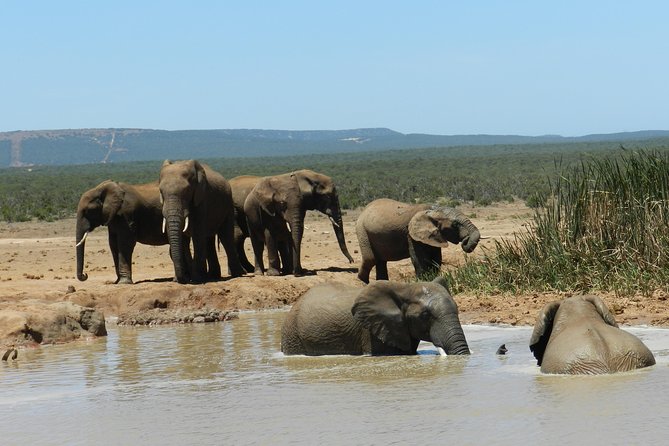 Port Elizabeth Shore Excursion: Addo Elephant Full Day Safari &BraaiLunch(BBQ) - Cruise Terminal Pickup and Dropoff