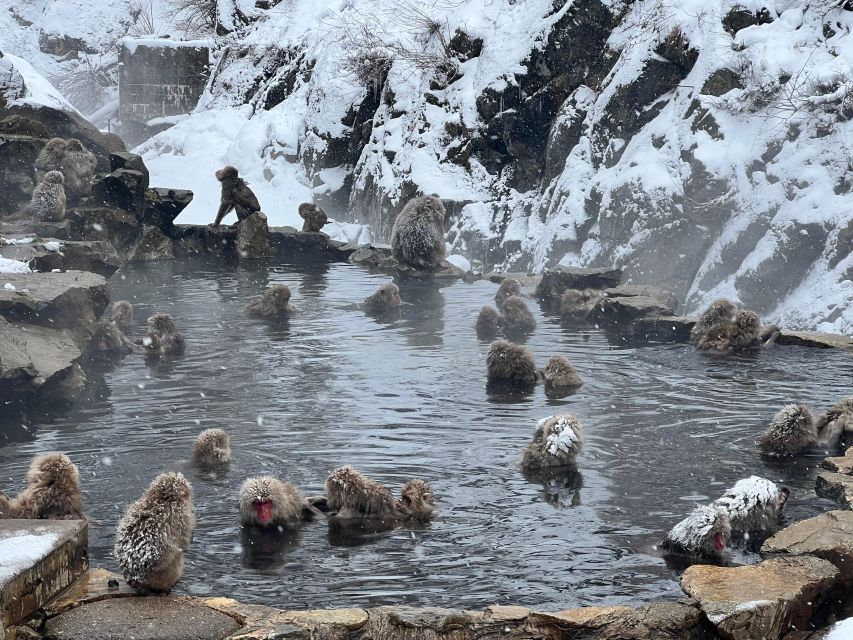 Snow Monkeys Zenkoji Temple One Day Private Sightseeing Tour - What to Bring