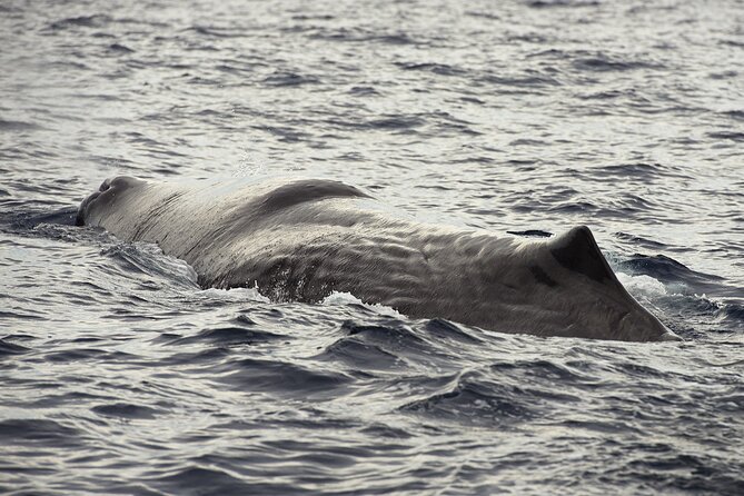 Whale and Dolphin Watching in Tenerife With Snorkeling - What to Expect