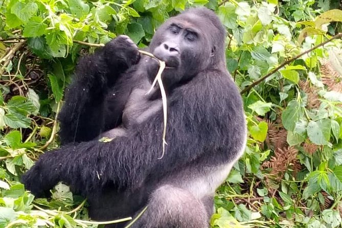 1 Day Gorilla Trekking Rwanda - Gorilla Trekking Details