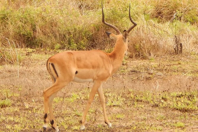 2 Day Safari to Mikumi National Park + Transfers From Dar Es Salam - Tour Accessibility and Fitness