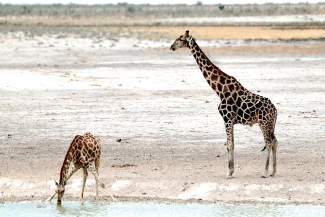 3 Day Etosha Budget Camping Safari - Camping Experience