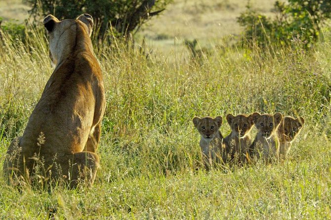 4 Days Safari in Tanzania - Inclusions and Amenities