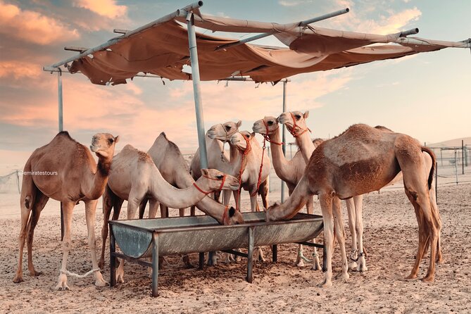 Abu Dhabi Evening Desert Safari BBQ, Camel Ride, Entertainments - Dining Delights