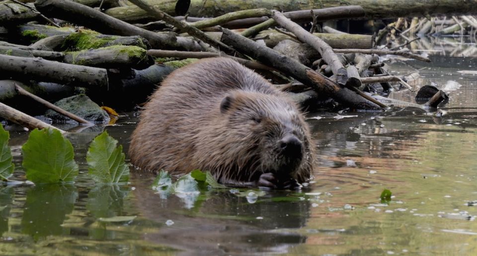 Biesbosch: Boat Cruise Through National Park - Customer Feedback